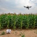 Ground robot and drone monitoring crops in field