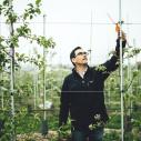 Professor checks on apple trees