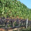 Merlot Vineyard