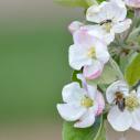 Bees on apple blossoms