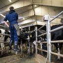 Student looks over a dairy barn