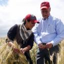 A man and a woman stand in a field of wheat, examining the growing plants