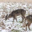 Deer in a snowy field eating vegetation from the ground 
