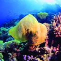 A blue ocean with fish swimming in a school far in the distance and multi-colored coral in the foreground with a plastic back wrapped around it