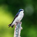 A small blue and white tree swallow standing on a post