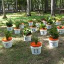 Plants in buckets used for an experiment