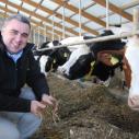 A man squats down near dairy cows inside a barn
