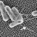 Microscopic view of bacteria