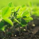 Green crops up close with brown dirt at their base 
