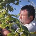 A man works to take grapes off of a vine as the sun shines against both the grapes and his face