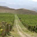 A large green wine vineyard with a road going up the middle of it