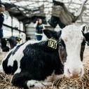 A cow sitting in hay in a barn