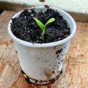 A sprout growing out of soil in a paper cup