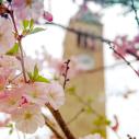 pink flowers in front of a clock tower