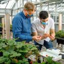 Two men working in a greenhouse 