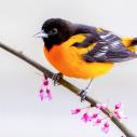 A yellow and black bird sitting on a tree branch