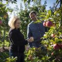 A man and woman working in an apple orchard