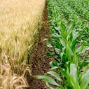 A yellow soy crop growing on the left and a green corn crop growing on the left 