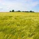 a field of malting barley growing