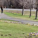 A sweep of early-season flower bulbs sprout from the lawn adjacent to a park walkway