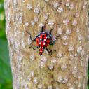 A spotted lanternfly in its fourth stage on a tree