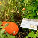 Heritage Buffalo Creek squash in a garden