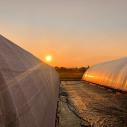 The sun rising between to greenhouses 