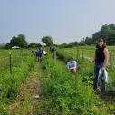 Jeremiah Lazo and fellow interns working in an agriculture field