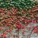 Ivy on Bradfield Hall