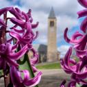 Purple spring flowers frame McGraw Tower