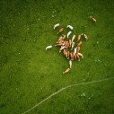 arial view of livestock in field