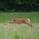 white tailed deer bounding through a field