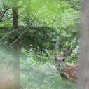 Young deer hiding in the forest