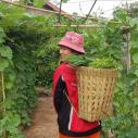 Chindavone Sanlath carries harvested vegetables on a pack in her garden
