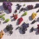 Different types of cropped grapes on table