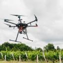 A drone flies over a vineyard