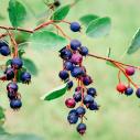 A cluster of dark purple and red juneberries on a branch.
