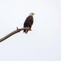 A bald eagle on a branch.