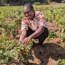 Woman tends to a strawberry field in Nigeria