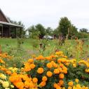 Barn and high tunnel with abundant flowers