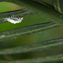 A white mealybug crawls on a leaf