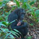 a mother chimp holds her baby in the forest