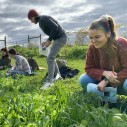 Students are checking plants in a field