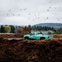 birds fly over a compost pile