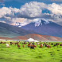Mongolian landscape
