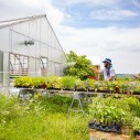 Farmer watering plants in a greenhouse