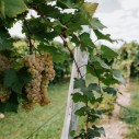 Grapes growing in a Cornell research orchard.