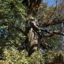 A researcher form the NYS Department of Environmental Conservation collects specimens for Oak Wilt assessment in Prospect Park, Brooklyn.