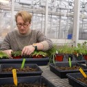 Scott Morris with plants in a greenhouse