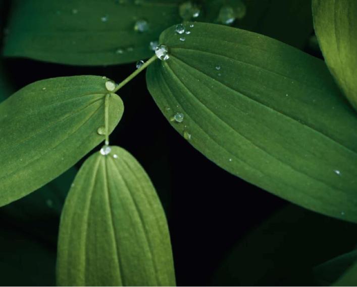 Plants